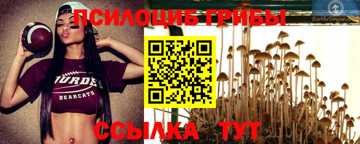 Галлюциногенные грибы мицелий  купить наркотик  Псилоцибиновые грибы Psilocybine cubensis  Чехов  Вход с VPN 